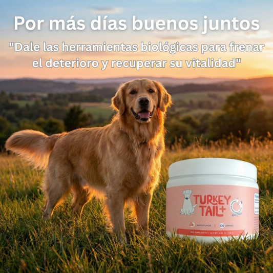 InmunoDog